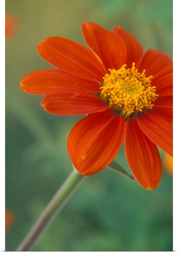 Tithonia (Mexican Sunflower) blossoms with water droplets.