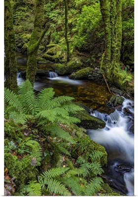 Torq Creek In Killarney National Park