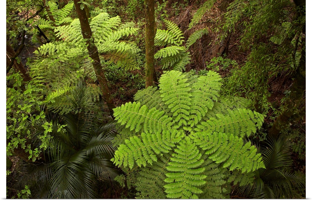 Tree fern, A.H. Reed Memorial Kauri Park, Whangarei, Northland, North Island, New Zealand