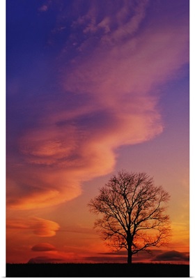 Tree silhouette at sunset