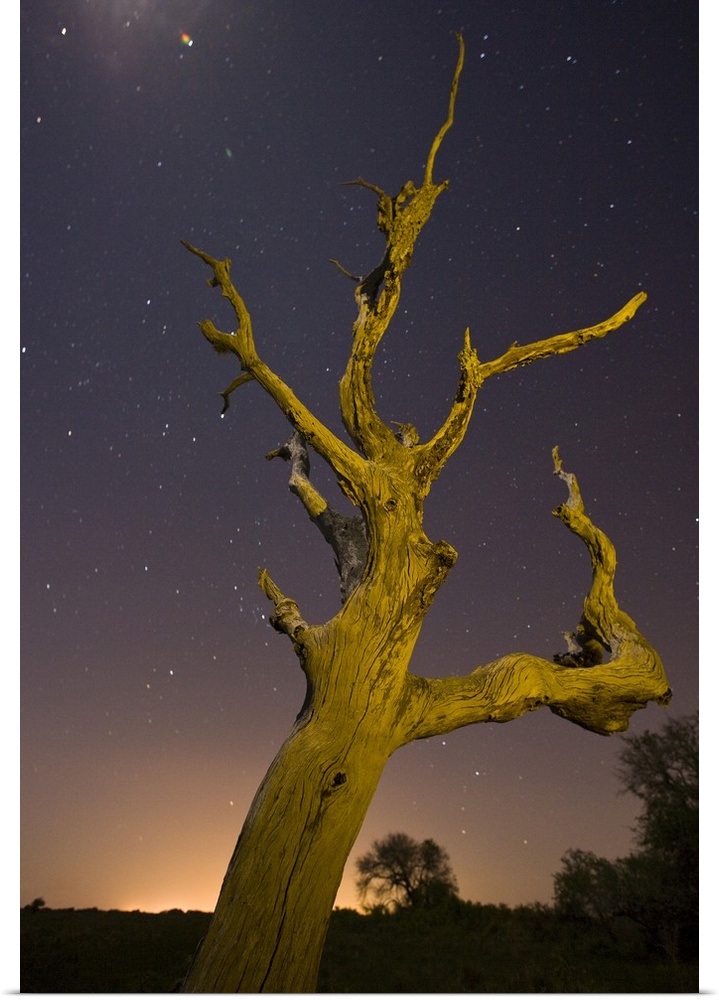 Tree, stars, and nightfall, Coastal Bend, Texas.