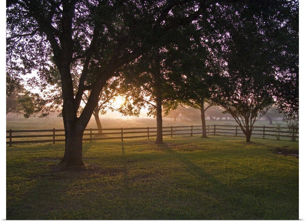 Trees and mist at sunrise