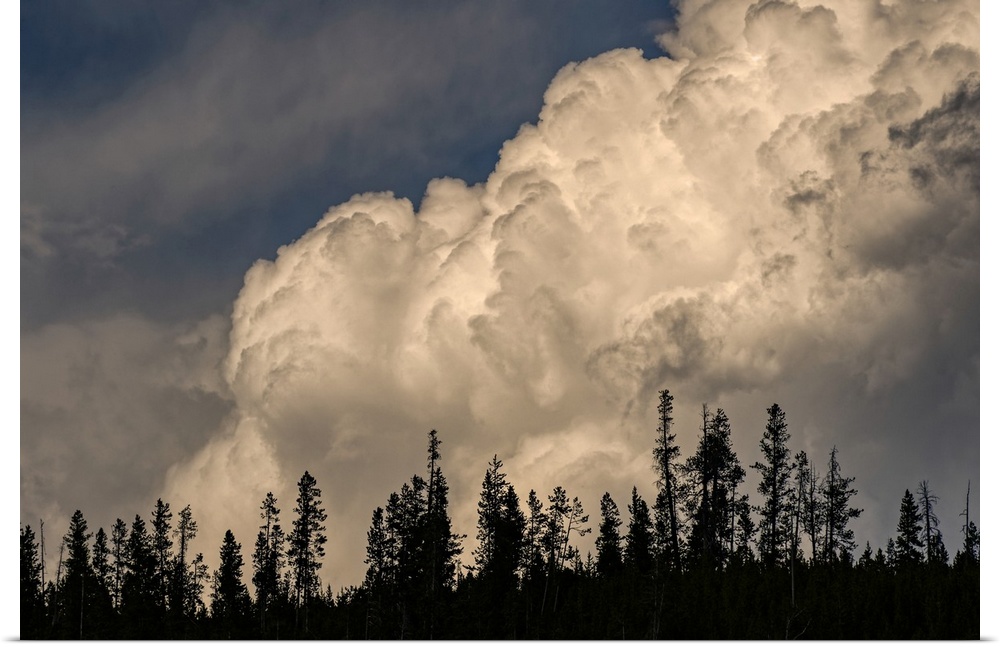 Trees silhouetted against cumulus cloud, Yellowstone National Park, Wyoming. United States, Wyoming.