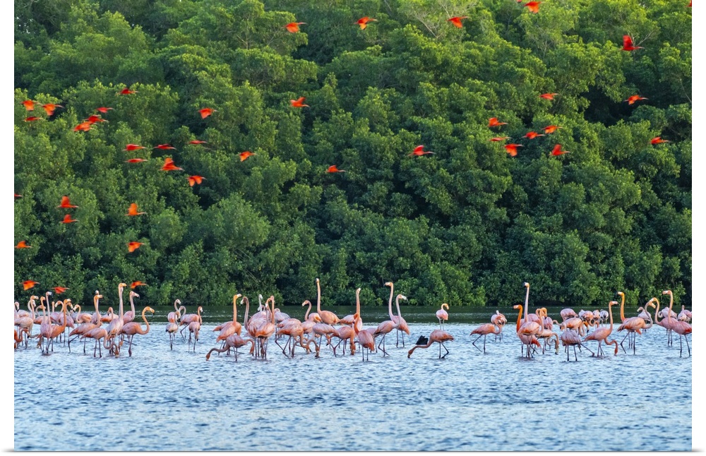 Trinidad, Caroni Swamp. Scarlet ibis birds flying over American flamingos.