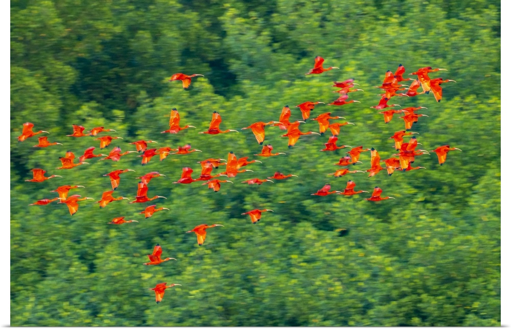 Trinidad, Caroni Swamp. Scarlet ibis birds in flight.