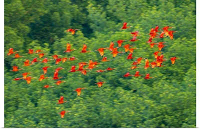 Trinidad, Caroni Swamp, Scarlet Ibis Birds In Flight