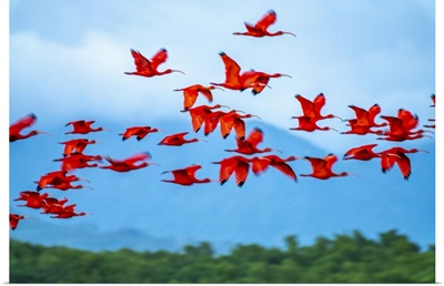 Trinidad, Caroni Swamp, Scarlet Ibis Birds In Flight