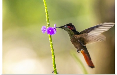 Trinidad, Ruby Topaz Hummingbird, Feeding On Vervain Flower