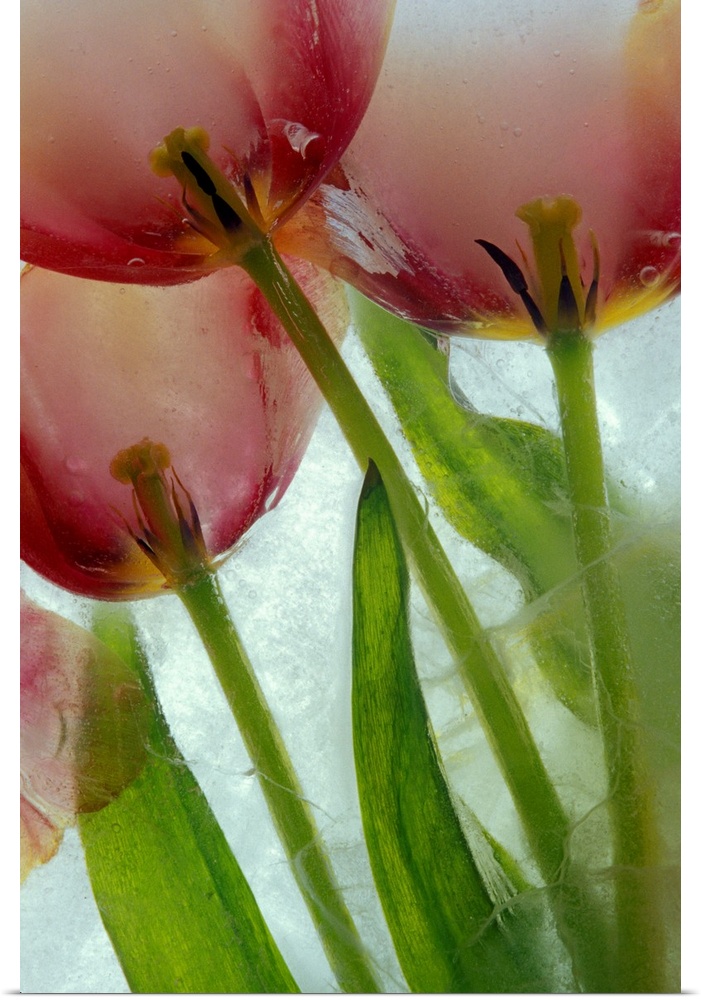 Tulips in ice. Nature, Flora.