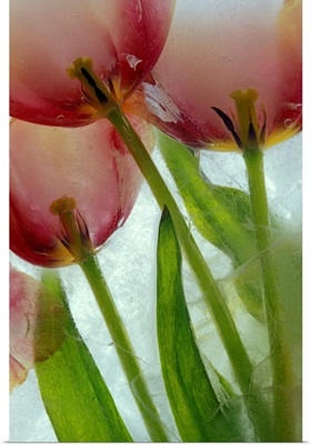 Tulips In Ice