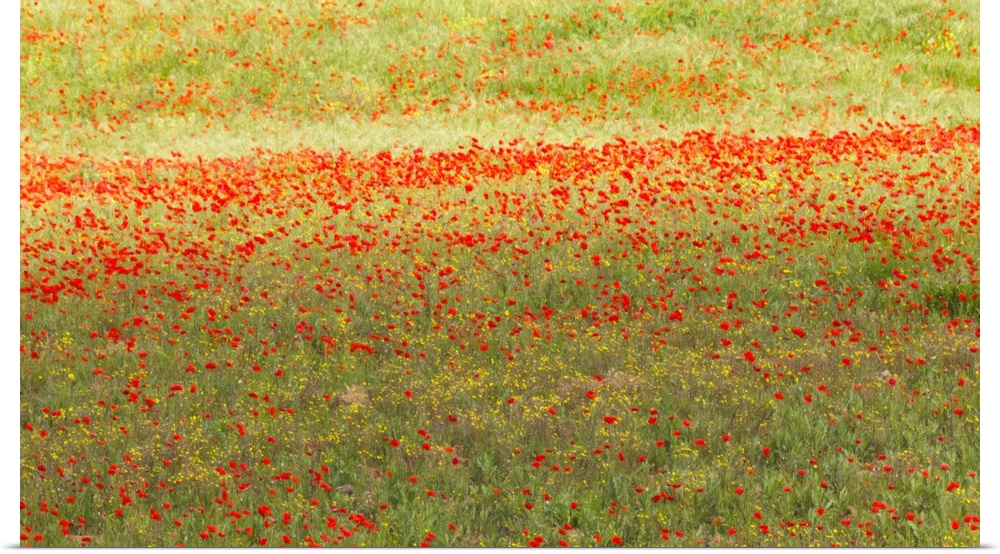A painterly effect on a photograph of poppies in an Italian meadow.