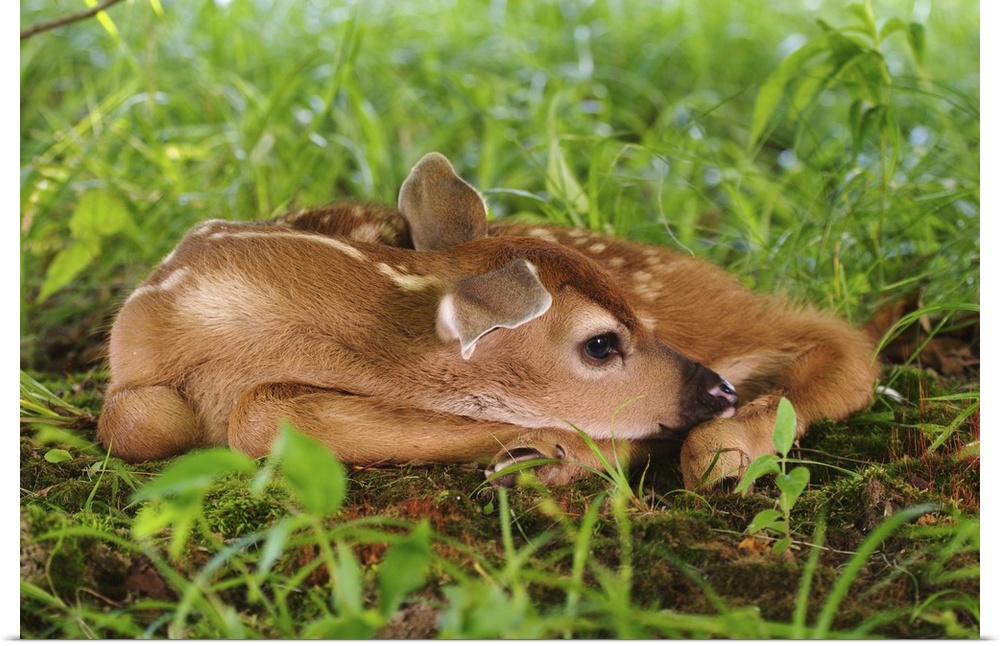 Two day old White-tailed Deer fawn,.Odocoileus virginianus.Two day old White-tailed Deer fawn,Odocoileus virginianus