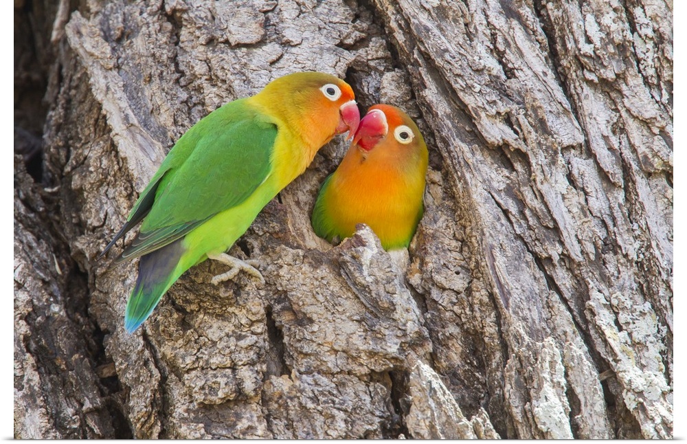 Two Fischer's Lovebirds nuzzle each other, Ngorongoro Conservation Area, Tanzania.