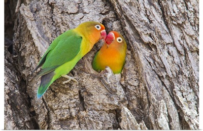 Two Fischer's Lovebirds nuzzle each other, Ngorongoro Conservation Area, Tanzania