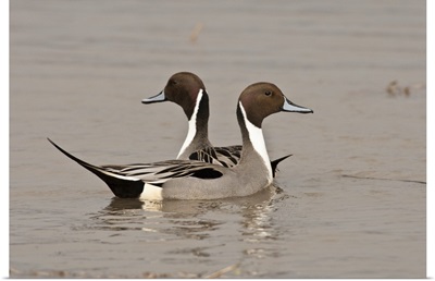 Two Northern Pintail drakes