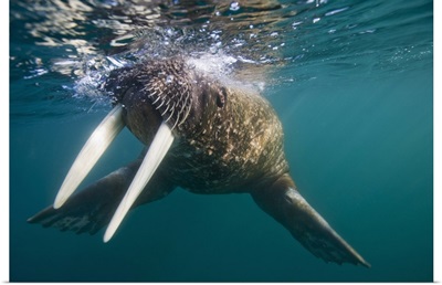 Underwater Walrus, Svalbard, Norway