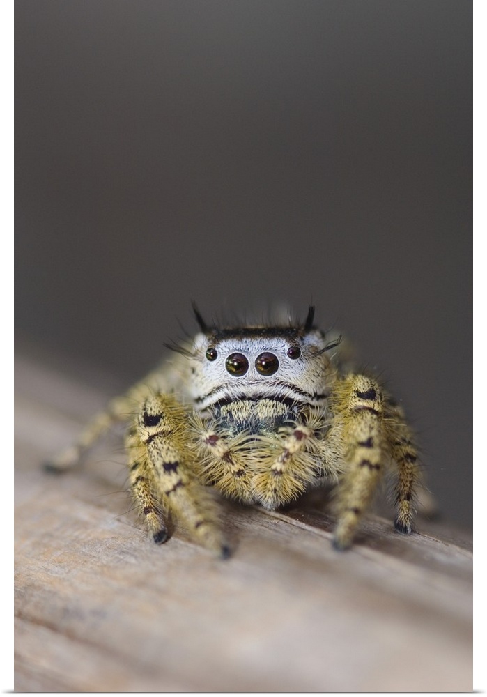 Unknown Jumping Spider, Salticidae, adult, New Braunfels, Hill Country, Texas, USA, March 2006