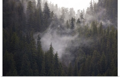 USA, Alaska, Fog Dance Among Trees In This Alaska Rainforest Scene, Admiralty Island