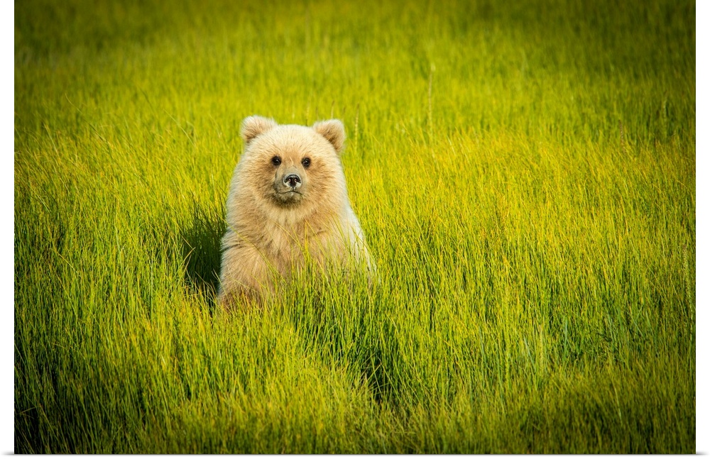 USA, Alaska. Grizzly Bear Cub.