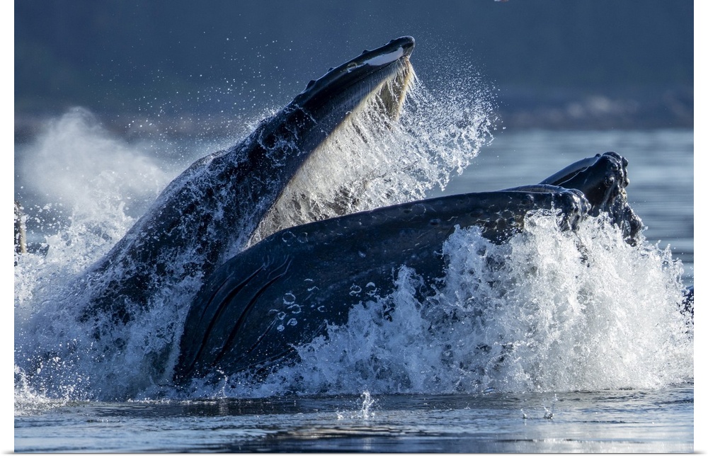 USA, Alaska, humpback whale (Megaptera Novaeangliae) surfaces while bubble net feeding in Frederick sound on summer aftern...