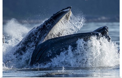 USA, Alaska, Humpback Whale Surfaces While Bubble Net Feeding In Frederick Sound