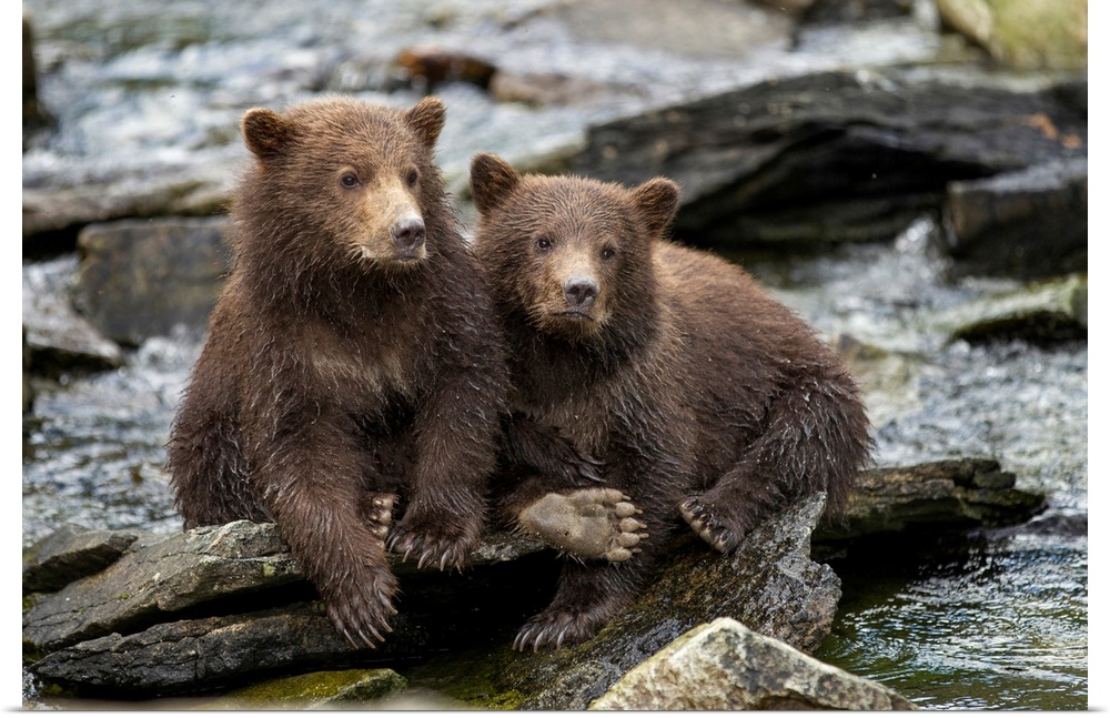 USA, Alaska, Katmai National Park, Coastal Brown Bear Spring Cubs (Ursus arctos) sitting on stones along salmon spawning s...