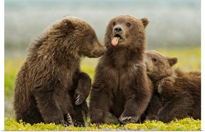 USA, Alaska, Katmai National Park, Grizzly Bear Spring Cubs On Flats Along Kukak Bay