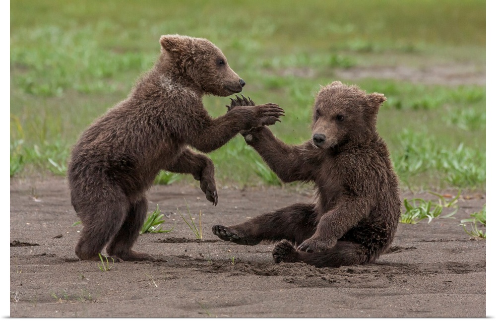 USA, Alaska, Katmai National Park, Hallo Bay. Coastal Brown Bear, Grizzly, Ursus Arctos. Twin grizzly bear cubs playing an...