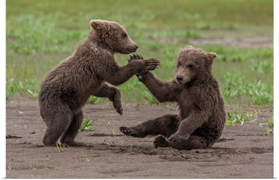 USA, Alaska, Katmai National Park, Hallo Bay, Twin Grizzly Bear Cubs