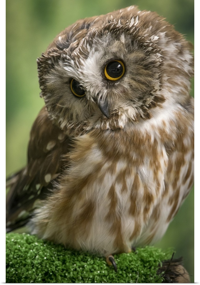 Usa, Alaska. This tiny saw-whet owl is a permanent resident of the Alaska Raptor Center in Sitka. United States, Alaska.