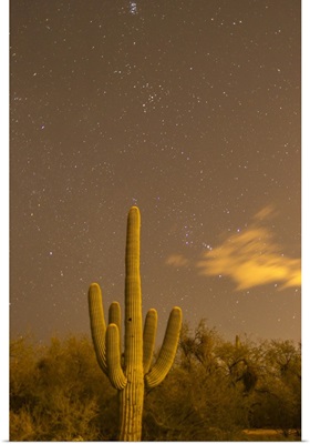 USA, Arizona, Sabino Canyon Recreation Area, Saguaro Cactus And Stars At Night