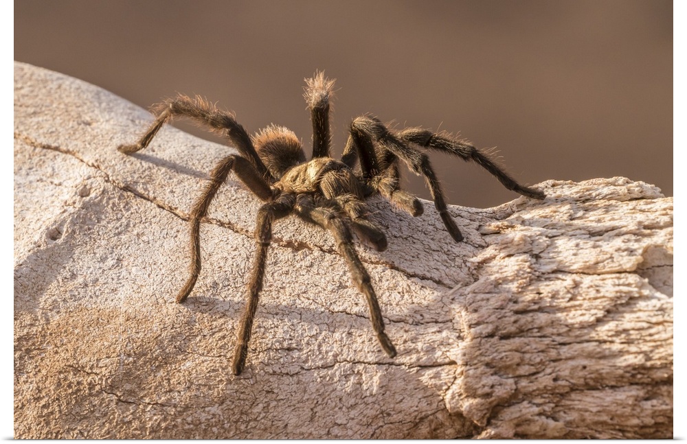 USA, Arizona, Santa Cruz county. Close-up of tarantula.