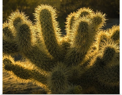 USA, California, Anza-Borrego Desert State Park, Backlit Desert Cactus