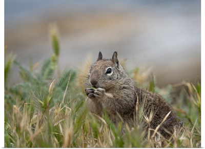 USA, California, Squirrel In Field