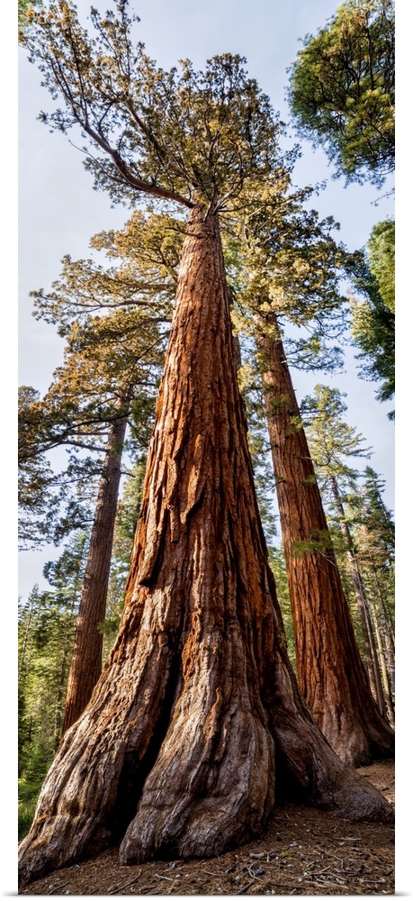 USA, California, Yosemite National Park. Giant Sequoia trees in Mariposa Grove. United States, California.