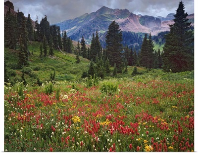 USA, Colorado, Laplata Mountains, Wildflowers In Mountain Meadow
