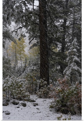 USA, Colorado, Late Autumn Snowfall, Gunnison National Forest