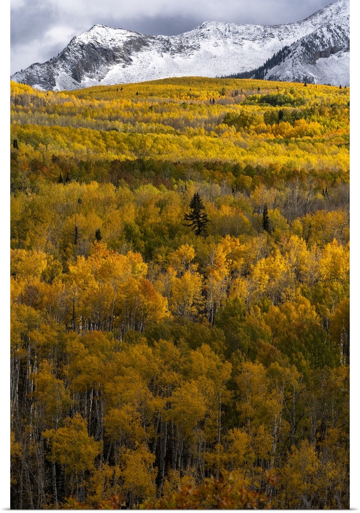 USA, Colorado. Light dappled Aspen forests, Kebler Pass, Gunnison National Forest.