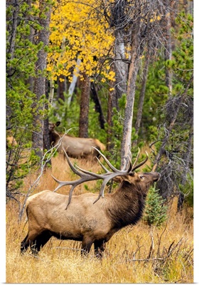 USA, Colorado, Rocky Mountain National Park, Male elk beginning to bugle