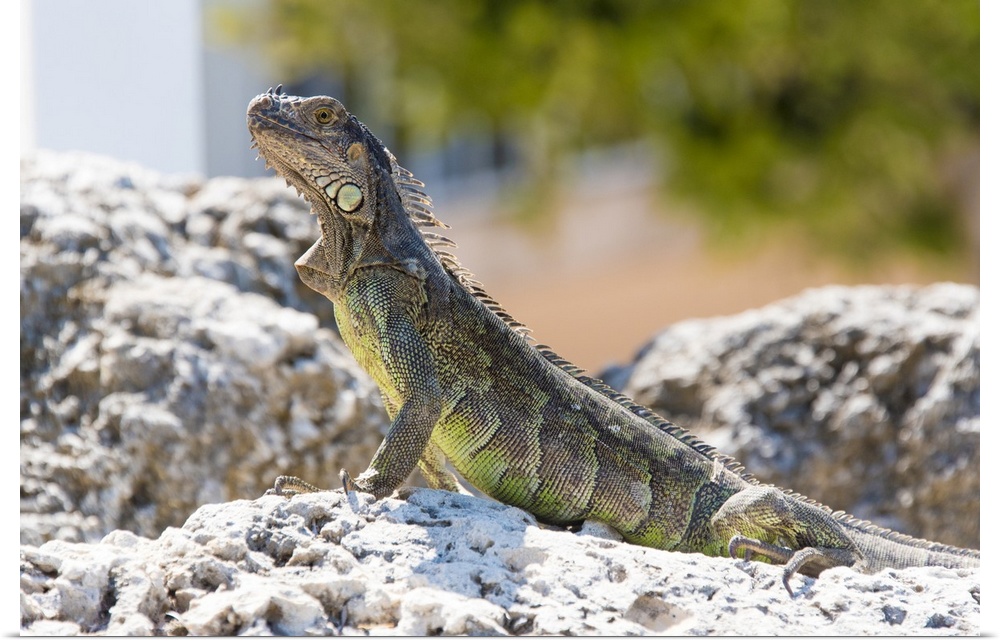 USA, Florida, Florida Keys, Key Largo. Green iguana strikes noble pose on bulkhead.