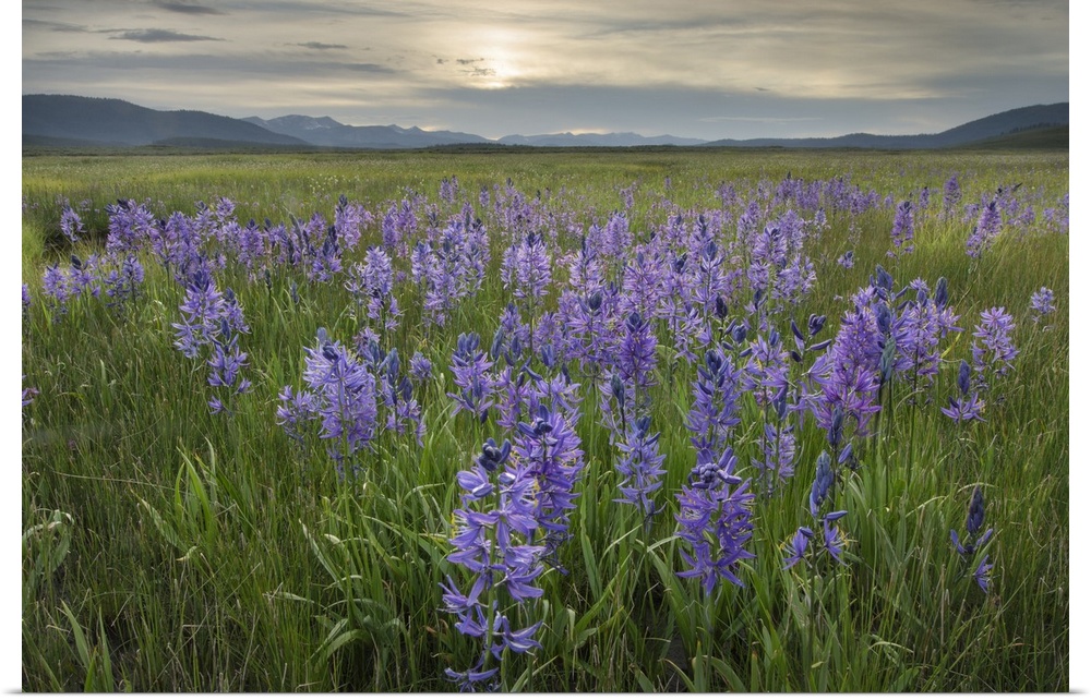 USA, Idaho, Meadows Of Common Camas, Stanley Basin Sawtooth Mountains