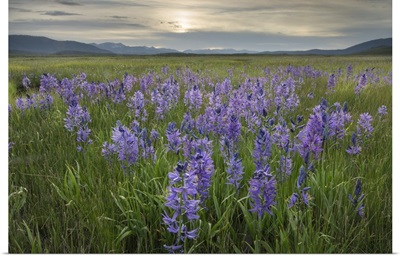 USA, Idaho, Meadows Of Common Camas, Stanley Basin Sawtooth Mountains