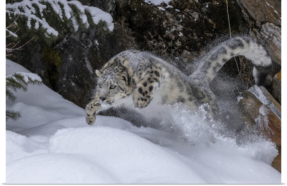 USA, Montana, Leaping Captive Snow Leopard In Winter
