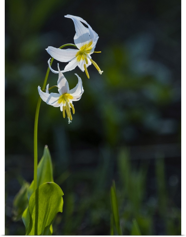 Usa, Mount Rainier National Park, Great White Fawn lily.