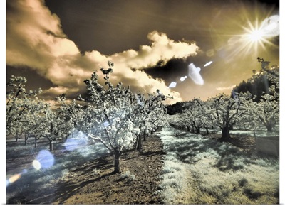 USA, Oregon, Columbia Gorge, Infrared Of Light Reflecting In Spring Apple Orchard