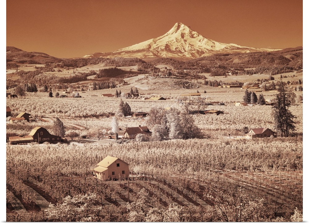 USA, Oregon, Columbia Gorge. Infrared of spring orchards in bloom and Mount Hood. United States, Oregon.