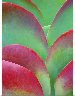 USA, Oregon, Kalanchoe Succulent Plant Close-Up