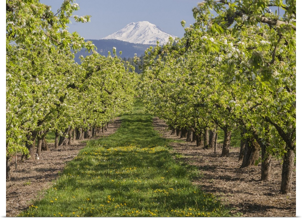 USA, Oregon. Mt. Adams as seen from a fruit orchard in bloom.