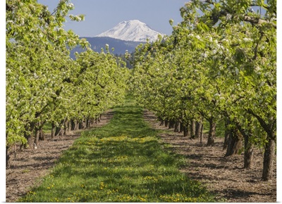 USA, Oregon, Mt. Adams As Seen From A Fruit Orchard In Bloom