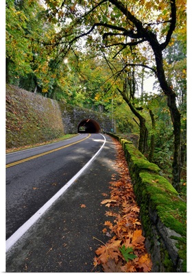 USA, Oregon, Portland, Macleay Park And Road In Autumn
